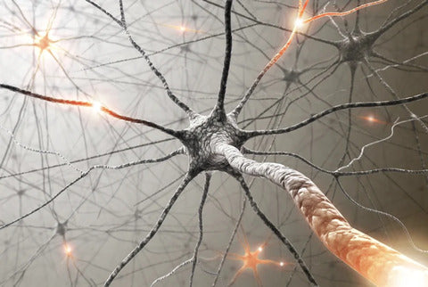 Stages Of Parkinson’s Disease